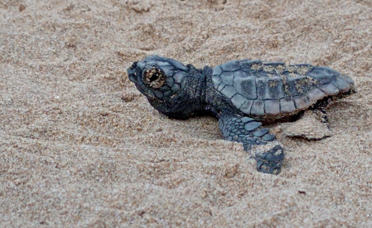 Aumentan a 86 las tortugas boba nacidas en el nido de la playa de la Savinosa de Tarragona