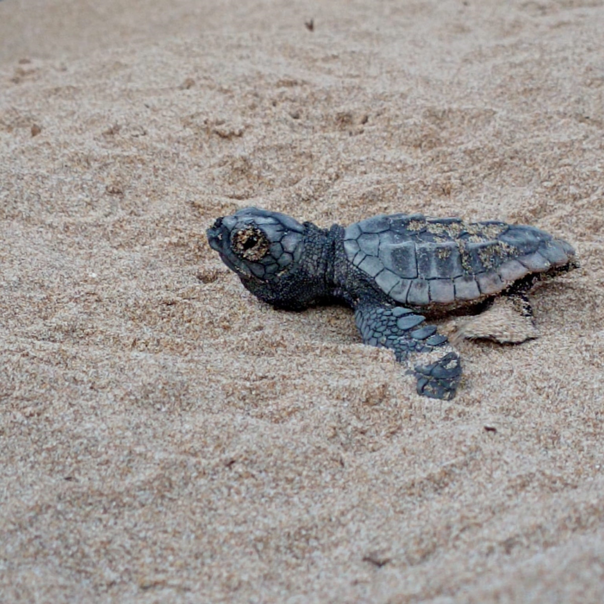 EuropaPress 6183248 tortuga nacida nido playa savinosa tarragona