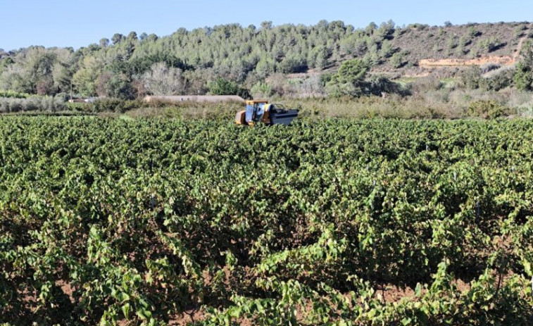 Unió de Pagesos augura una mala vendimia por la sequía que sufre Catalunya