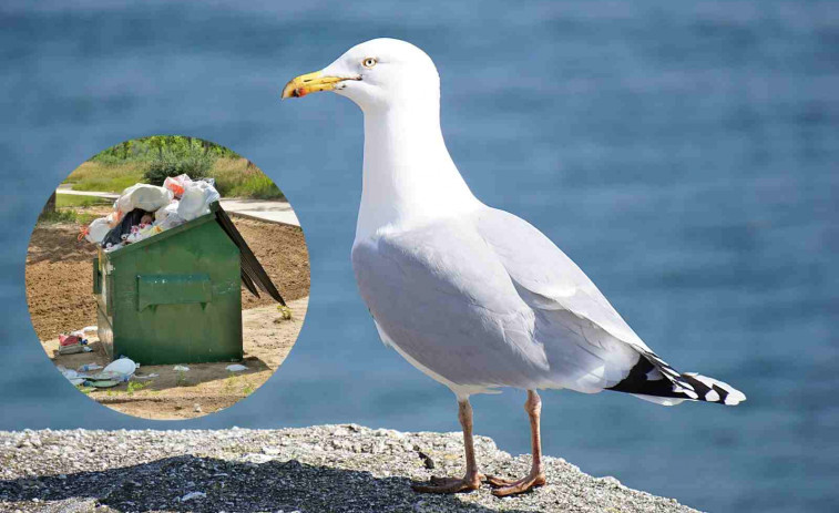 ¡Increíble! Enseñan a las gaviotas a limpiar las playas con un sorprendente método