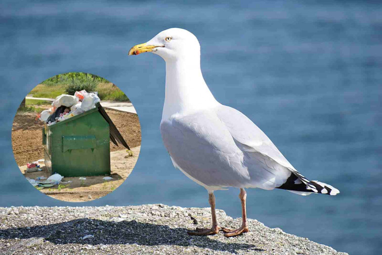 ¡Increíble! Enseñan a las gaviotas a limpiar las playas con un sorprendente método