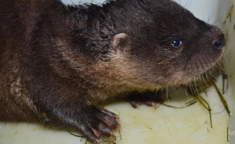 Una nutria ataca y arrastra a un niño a un río