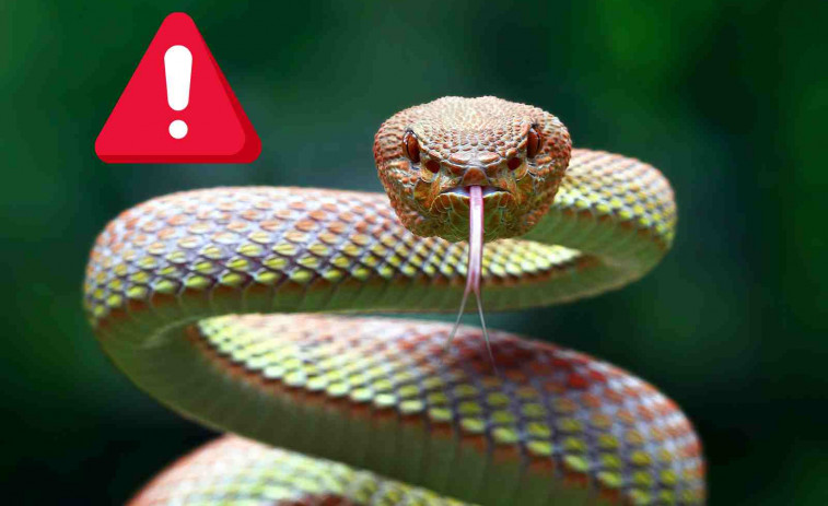 Una serpiente pitón ataca por sorpresa a una mujer mientras fregaba los platos