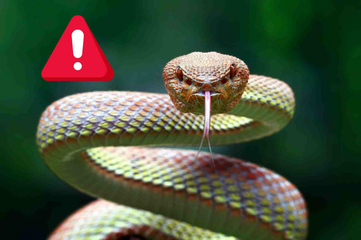 Alerta serpiente