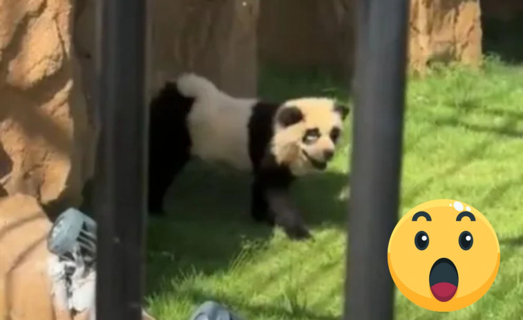 VÍDEO: Descubren en un zoo de China que los pandas eran en realidad perros pintados