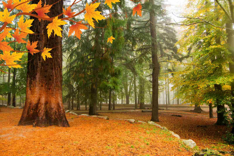 Otoño Montseny