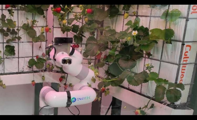 La empresa catalana Enkitek diseña un robot para recoger fruta y verdura con IA y 3D