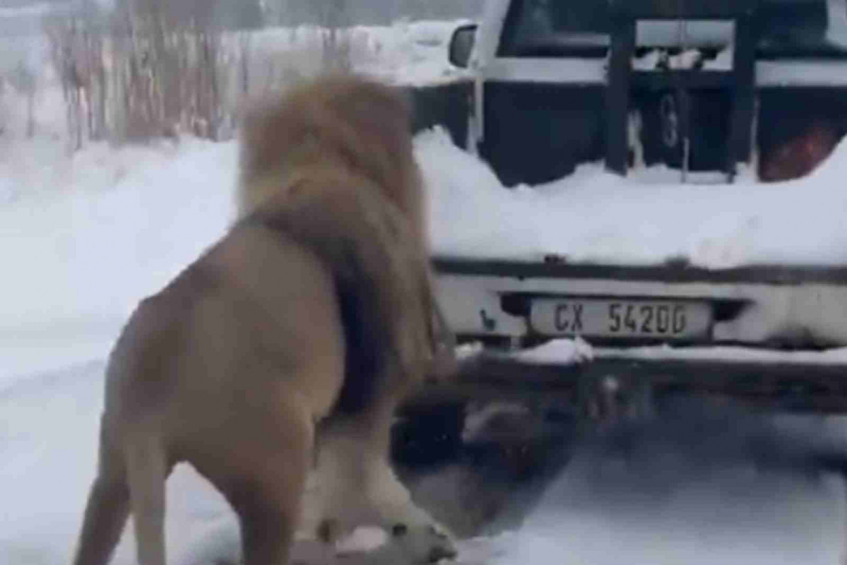 Un león en medio de la nieve en Sudáfrica