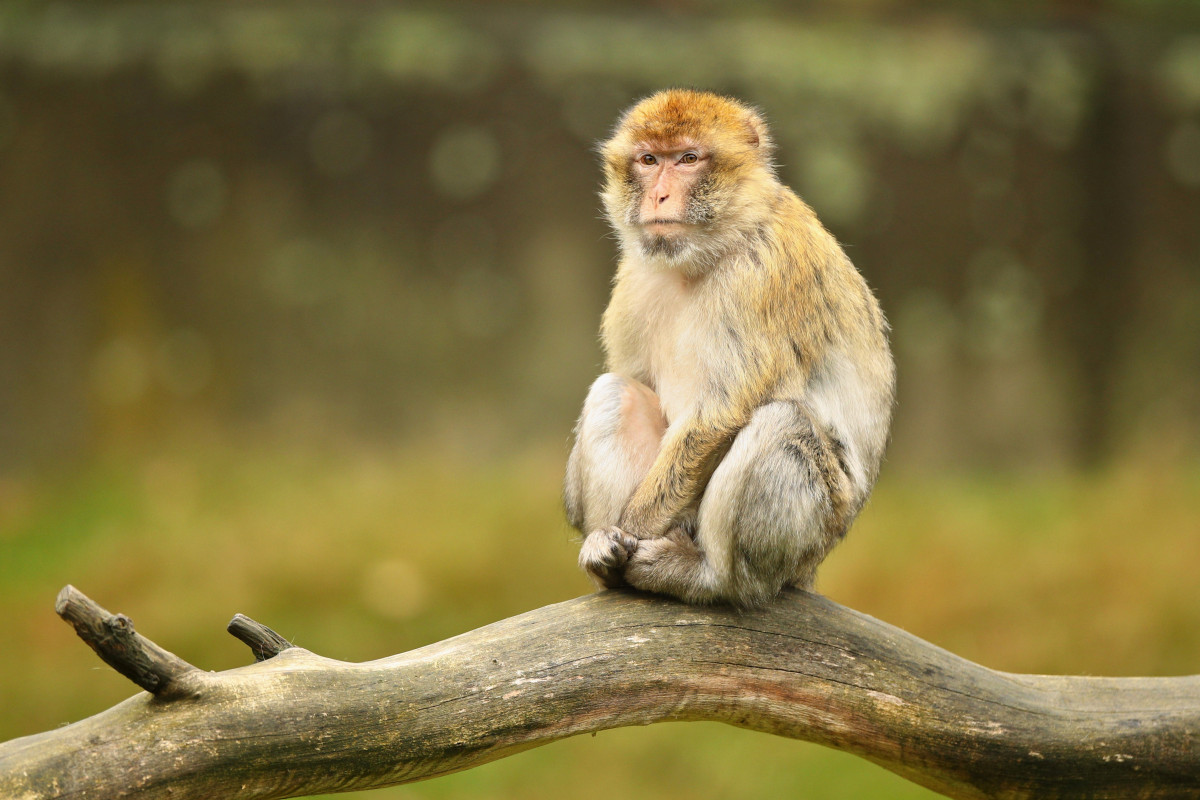 Macaque monkey nature