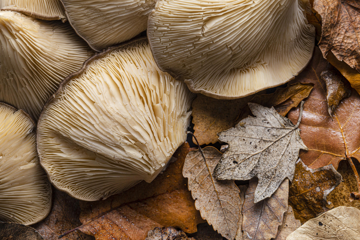 Top view organic mushrooms