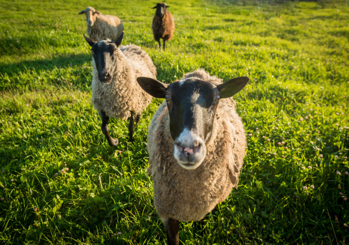 Sheep green grass