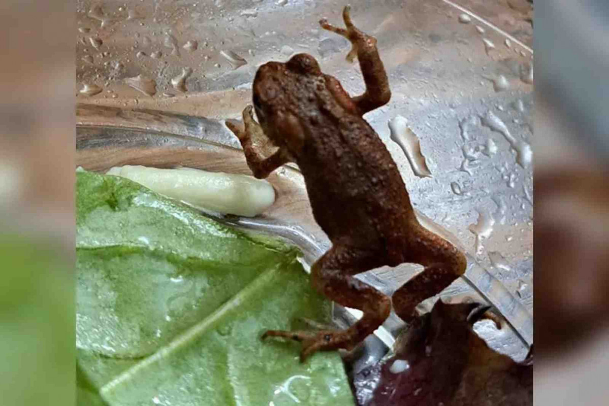 Rana en una bolsa de ensalada