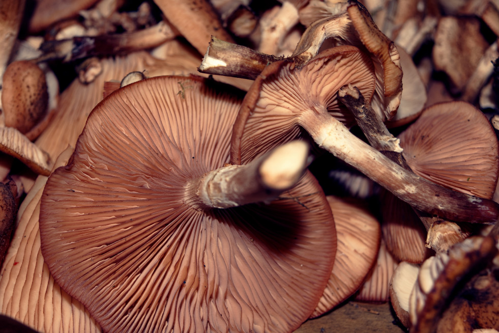 High angle closeup shot pile exotic brown mountain mushrooms