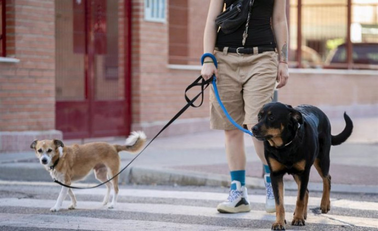 PACMA carga contra los resultados de la Ley de Bienestar Animal en su primer aniversario