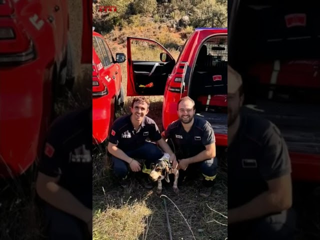 Así rescataron, los bomberos, a una perrita en Alòs de Balaguer