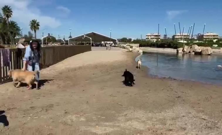 VÍDEO | 20 perros lazarillo se bañan y juegan en la playa de Torredembarra