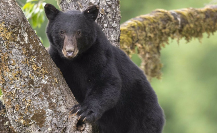 Pánico en Colorado: un oso negro y sus tres cachorros irrumpen en casa de un anciano y lo atacan