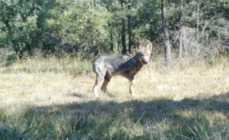 Localizan un ejemplar de loba en Cistella (Alt Empordà)