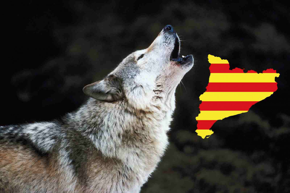 Lobo Catalunya