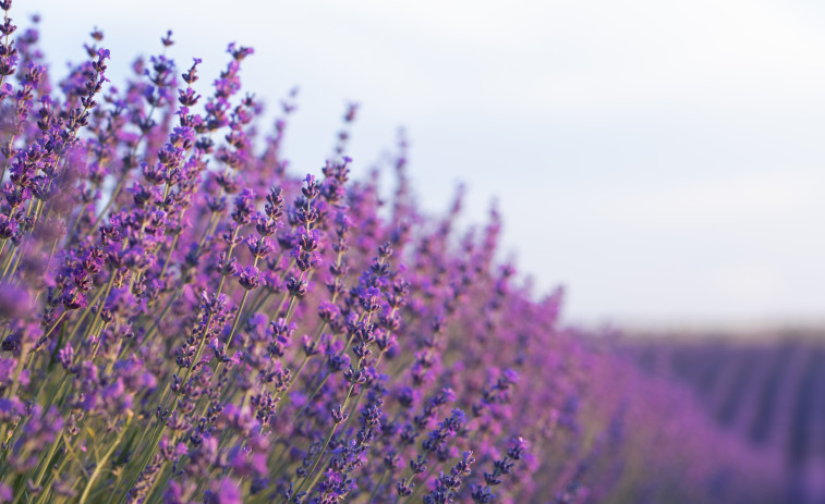 Los campos de lavanda de Catalunya: un paraíso visual que esconde la penuria agrícola