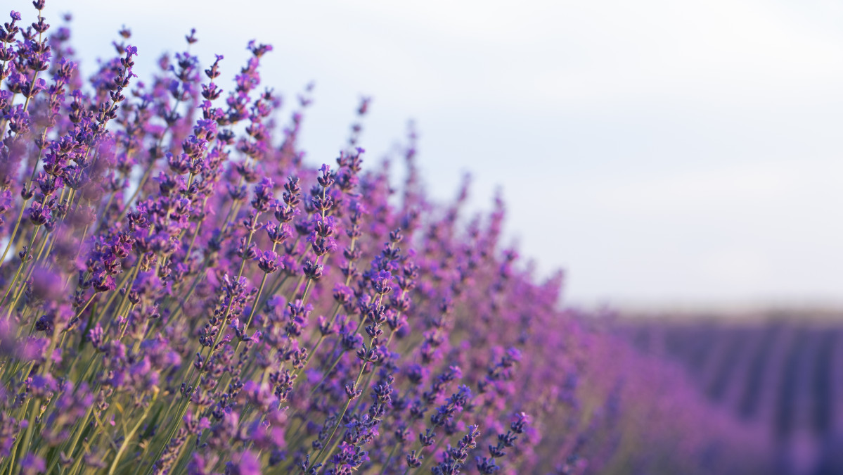 Beautiful lavender field with blurry sky