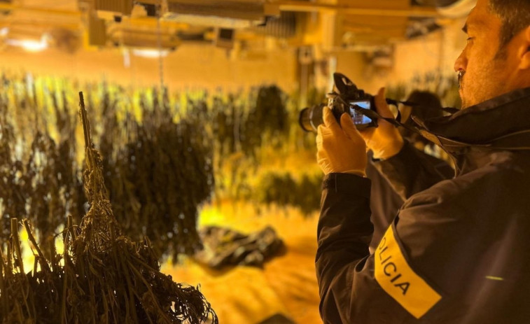 Seis detenidos en el operativo contra un grupo dedicado a robos y tráfico de marihuana en Catalunya