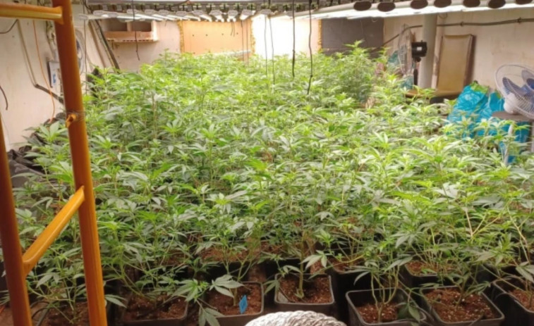 Arrestado un hombre por tener una macroplantación de marihuana en casa