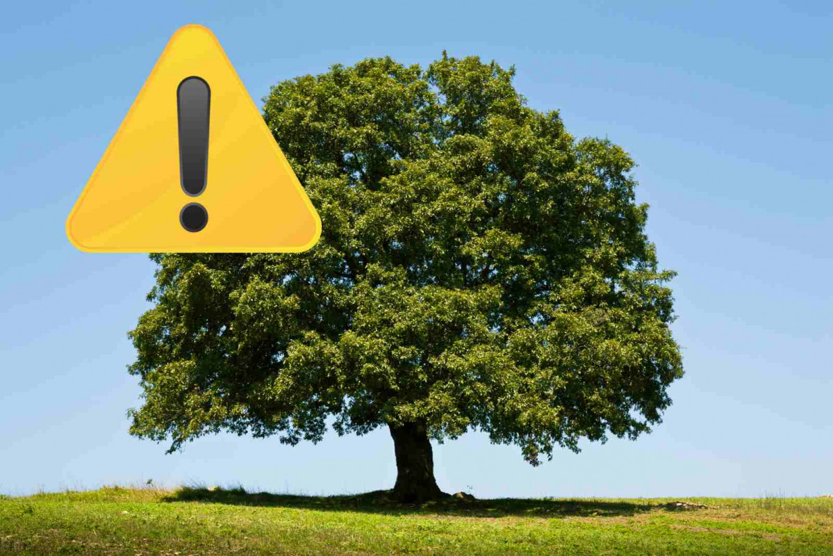 Alerta, árbol