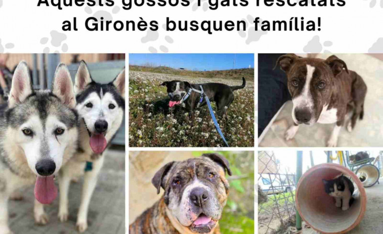 ¡Urgente! Adopta a uno de los 34 animales en riesgo en Figueres antes de que sea demasiado tarde