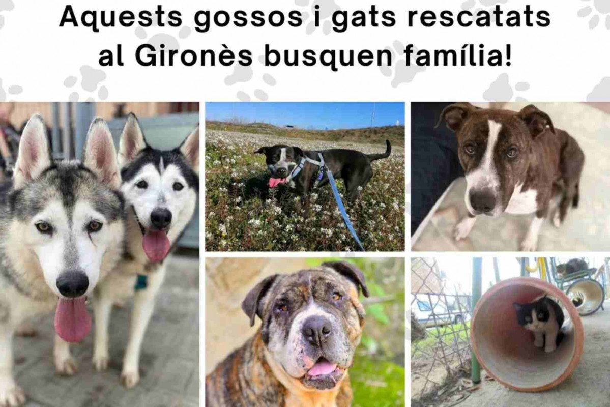 Perros que buscan una familia en Figueres