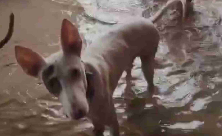 Imágenes impactantes de perros cubiertos de agua en un refugio de animales de Sueca (Valencia)