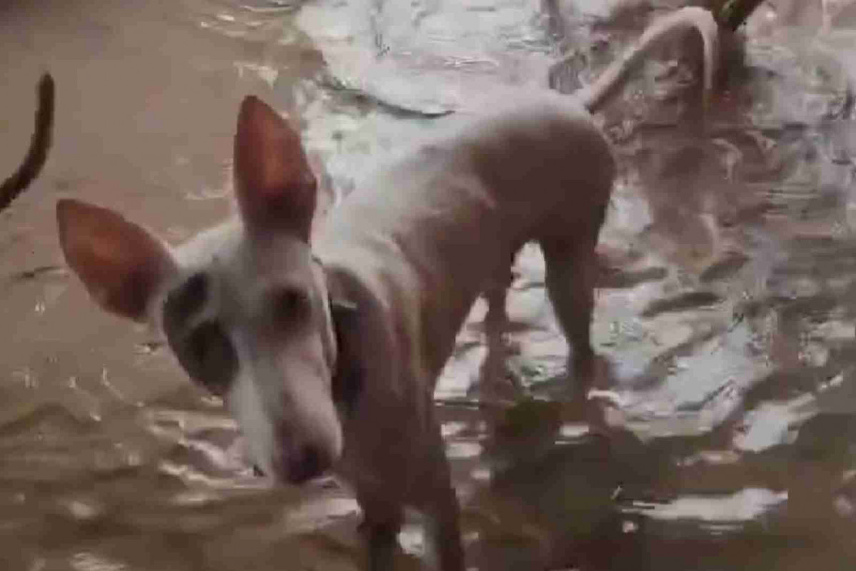 Refugio de animales de Sueca