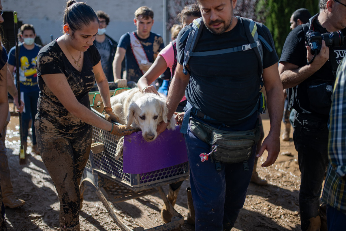 EuropaPress 6316455 varias personas llevan perro zona afectada dana noviembre 2024 massanassa