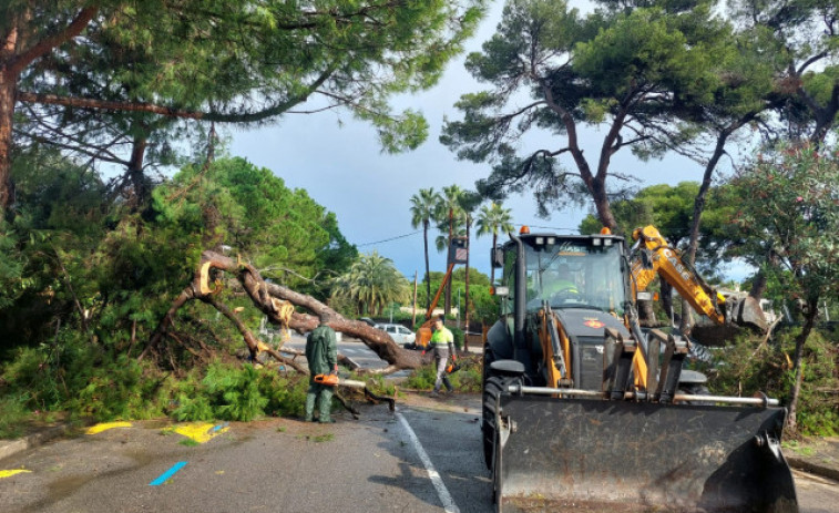 Sitges revisa el arbolado para retirar los ejemplares que han quedado dañados por la DANA