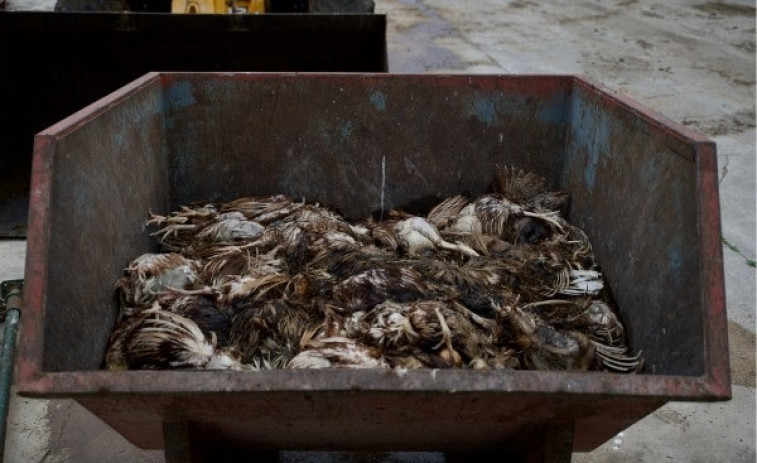 Los cadáveres invisibles: al menos 3.000 animales de granja han muerto por la DANA