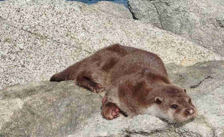 Encuentran muerta a una nutria que vivía en la playa de Llançà