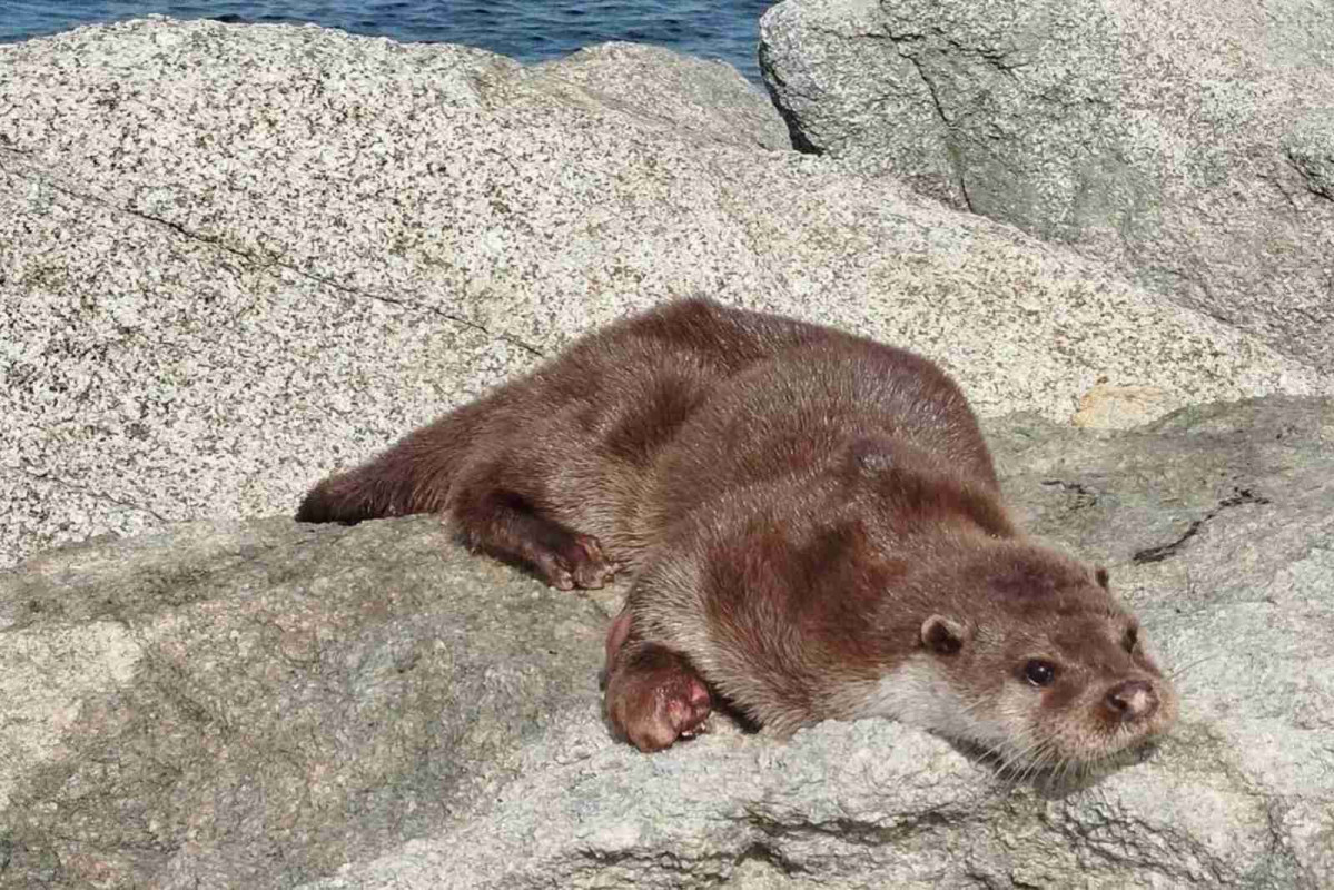 La nutria antes de aparecer muerta