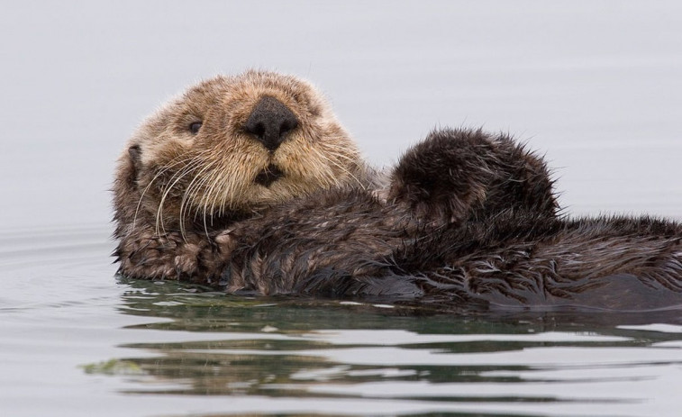 Una nutria desata el caos en Avilés tras morder a una persona