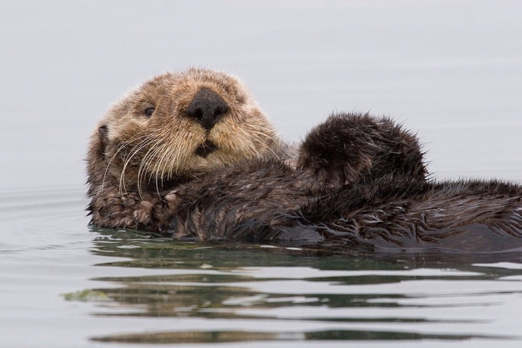 Una nutria desata el caos en Avilés tras morder a una persona