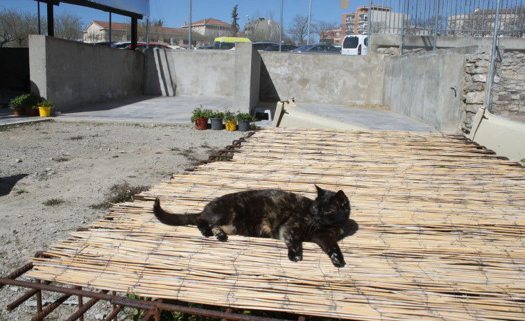 Tàrrega invierte 6.000 euros en una campaña de esterilización de gatos