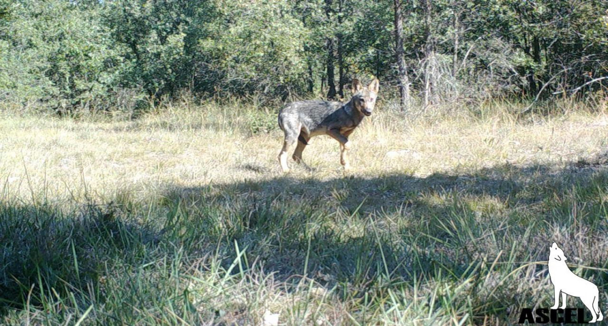 Archivo - Lobo