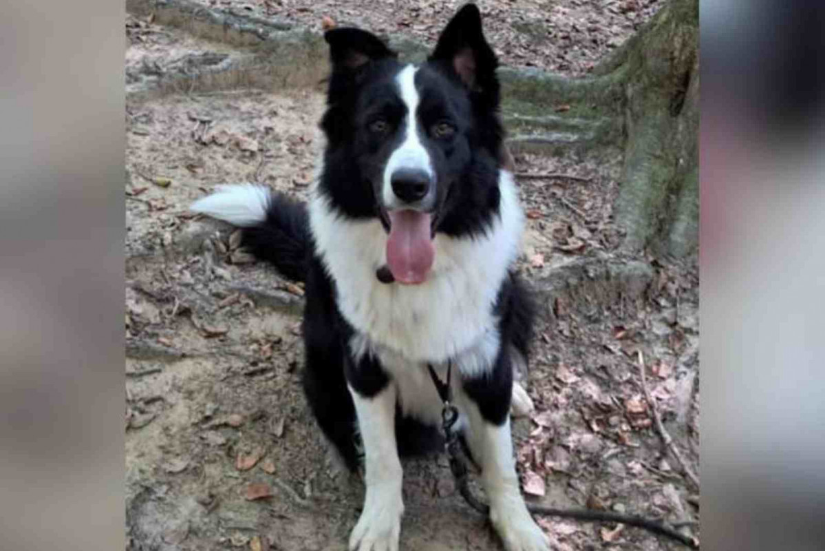 Lucky, el perro robado