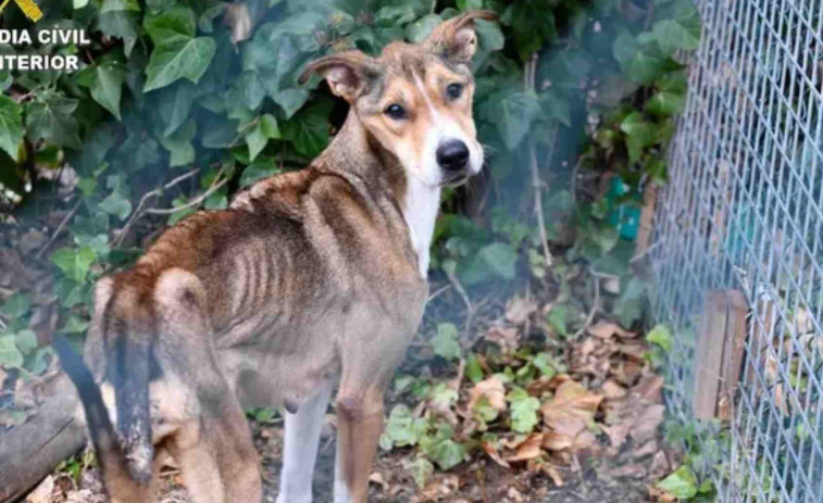 Más de 50 ayuntamientos engañados por una red de maltrato animal en Barcelona