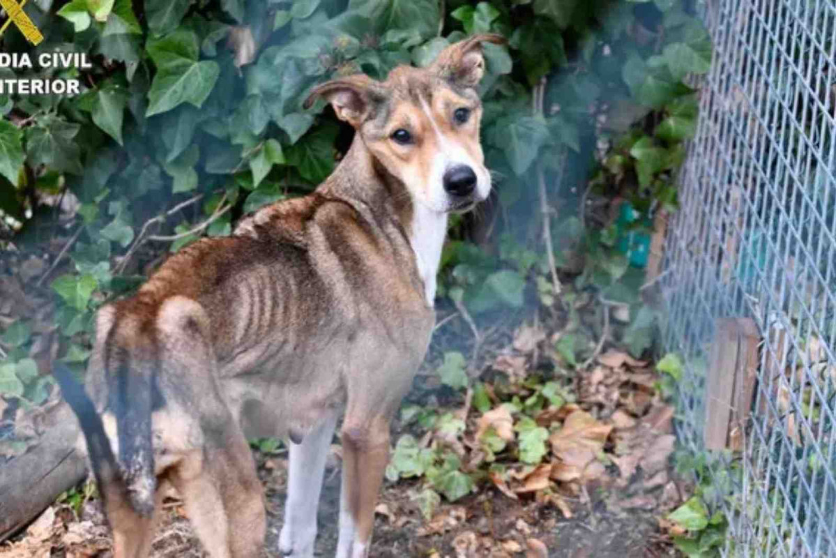 Un perro totalmente desnutrido