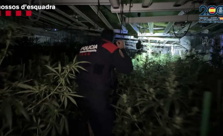 Plantaciones ilegales y trata de personas: cae una red criminal con base en la provincia de Barcelona