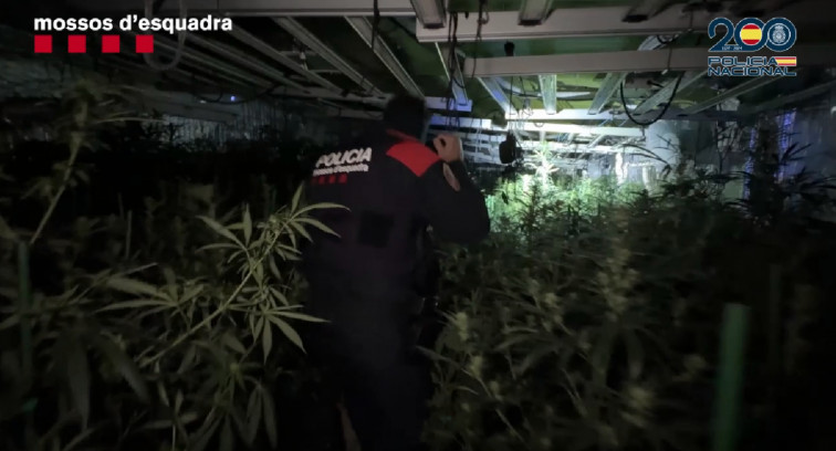 Plantaciones ilegales y trata de personas: cae una red criminal con base en la provincia de Barcelona