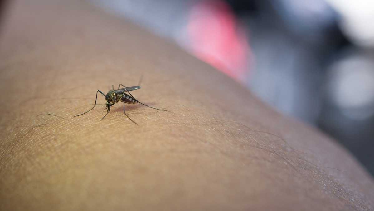 Close up mosquito sucking blood from human arm