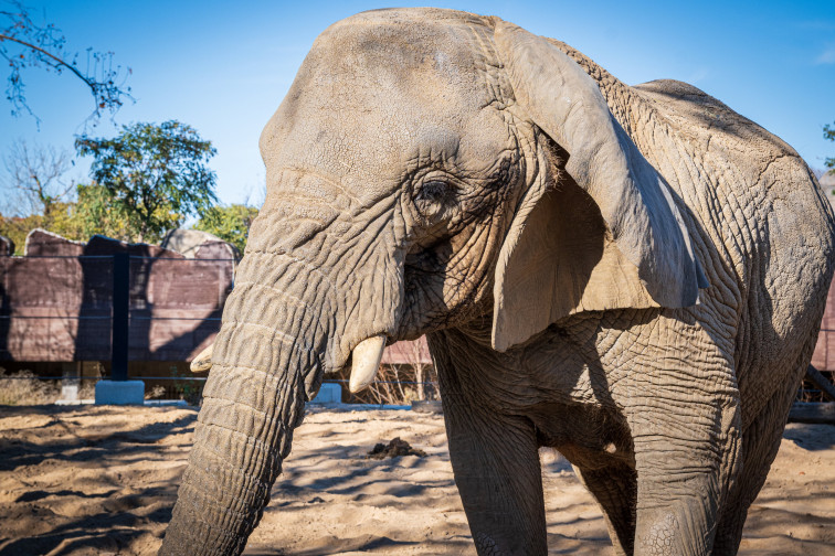 Muere en Barcelona la elefanta africana Yoyo, la más longeva del mundo