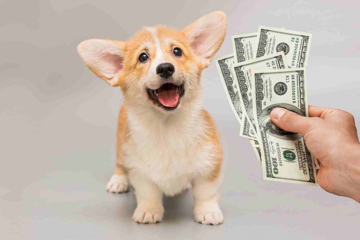 Dinero, perro   Canva Pro