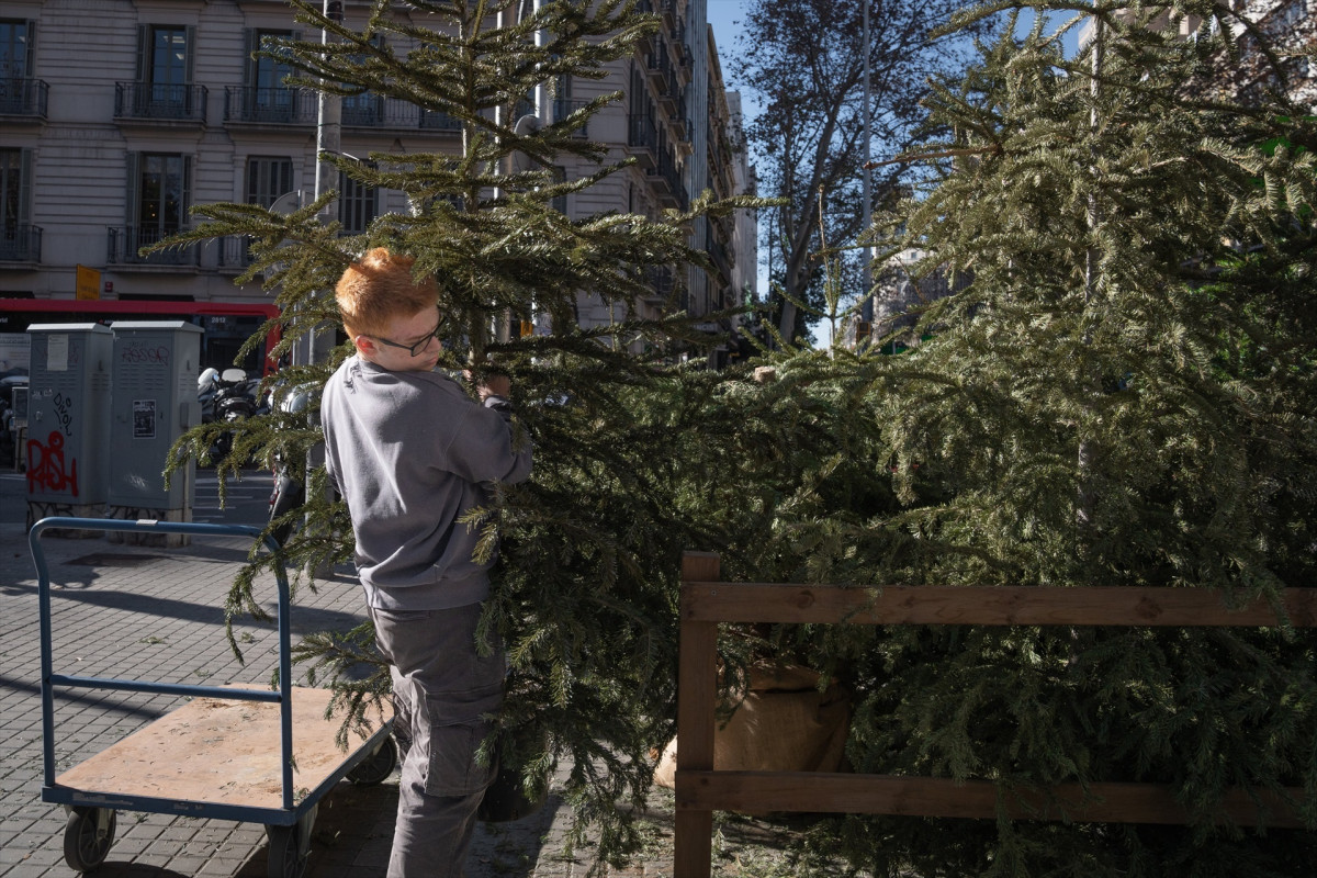 EuropaPress 6438127 vecino deja arbol navidad puntos recogida barcelona